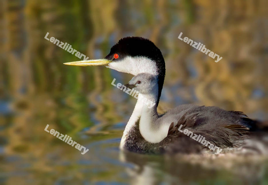 Western Grebe Water Bird